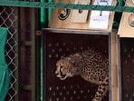 This handout photograph taken on September 17, 2022 and released by the Indian Press Information Bureau (PIB) shows a wild cheetah being released at Kuno National Park in Madhya Pradesh.