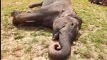 Madhya Pradesh: Five forest officials booked for burning elephant carcass