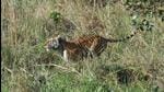 The tigress was translocated from the core zone of Corbett Tiger Reserve to Rajaji on May 16 (HT Photo)
