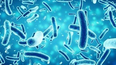 the bacterium could be used to treat asbestos' toxicity through iron removal. (Pic for representation only) the bacterium could be used to treat asbestos' toxicity through iron removal. (Pic for representation only)