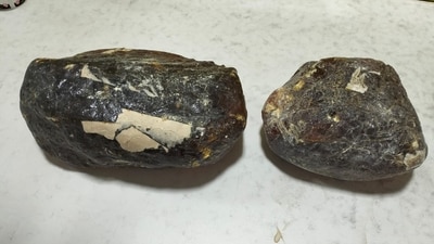 The seized amount of ambergris in Tuticorin is valued at around ₹31.67 crores in the illicit market. (File) The seized amount of ambergris in Tuticorin is valued at around ₹31.67 crores in the illicit market. (File)