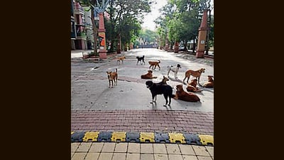 As per the MC, Bathinda records an average of 17 dog bite daily cases. (HT File Photo)