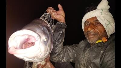 Fisherman Raees with his night time catch of a carp with gaping mouth at Sukhna lake. (Photo: Vikram Jit Singh) Fisherman Raees with his night time catch of a carp with gaping mouth at Sukhna lake. (Photo: Vikram Jit Singh)