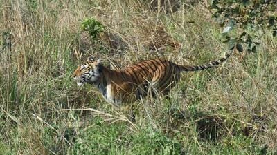 The tigress was translocated from the core zone of Corbett Tiger Reserve to Rajaji on May 16 (HT Photo)