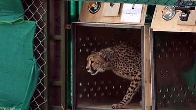 This handout photograph taken on September 17, 2022 and released by the Indian Press Information Bureau (PIB) shows a wild cheetah being released at Kuno National Park in Madhya Pradesh. (AFP) This handout photograph taken on September 17, 2022 and released by the Indian Press Information Bureau (PIB) shows a wild cheetah being released at Kuno National Park in Madhya Pradesh. (AFP)
