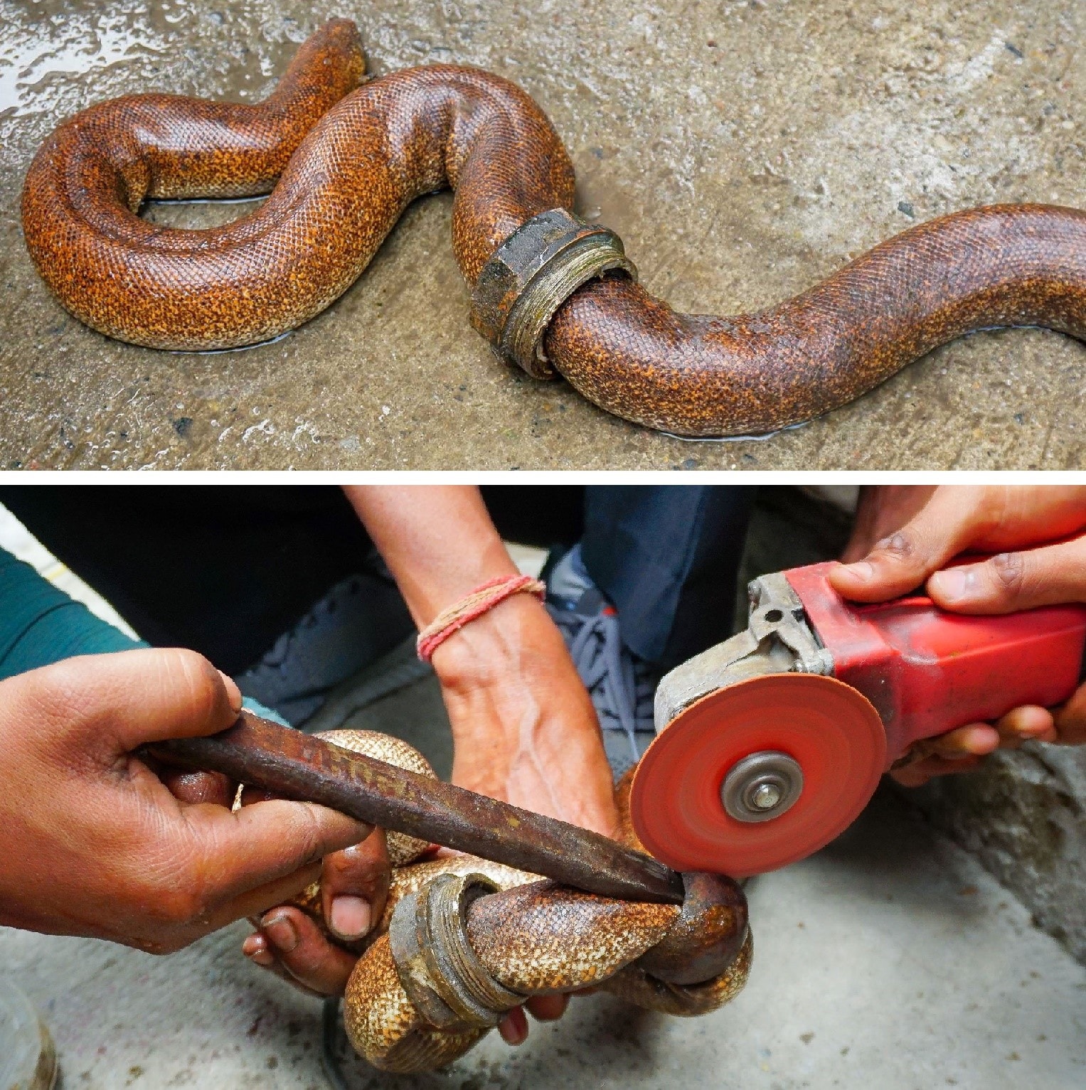Pump rings entrap the boa_ (below) metal cutter used to sever the rings. (Phtotos: rWildlife SOS) Pump rings entrap the boa_ (below) metal cutter used to sever the rings. (Phtotos: rWildlife SOS)