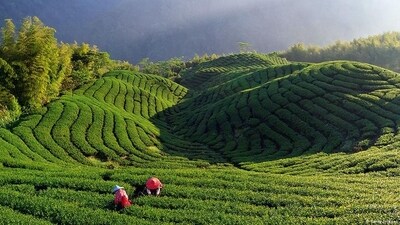 Darjeeling, India: Tucked away in the foothills of the Himalayas, Darjeeling is home to some of the best tea plantations in the world. Darjeeling black tea is the traditional tea of this town and is one of the most popular black teas thanks to its unique light and fruity flavour. Since it's black tea, it is often used as a base for masala chai, a go-to tea for Indians. Visitors can enjoy a special cup of masala chai while admiring the majestic Khangchendzonga, the world’s third-highest mountain or taking a ride on the 140-year-old stream Darjeeling Himalayan Railway. (Photo via DW) Darjeeling, India: Tucked away in the foothills of the Himalayas, Darjeeling is home to some of the best tea plantations in the world. Darjeeling black tea is the traditional tea of this town and is one of the most popular black teas thanks to its unique light and fruity flavour. Since it's black tea, it is often used as a base for masala chai, a go-to tea for Indians. Visitors can enjoy a special cup of masala chai while admiring the majestic Khangchendzonga, the world’s third-highest mountain or taking a ride on the 140-year-old stream Darjeeling Himalayan Railway. (Photo via DW)