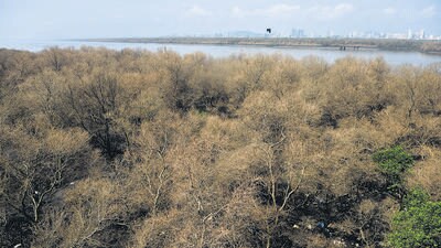 Airoli mangroves that house the Thane Creek Flamingo Sanctuary, which is one of the most sought after spots for spotting flamingos and studying flora and fauna in the wetland, will get a 350-metre-long and 2.5 metre-wide boardwalk. It will cover an area of 915 square metres. (Satish Bate/HT PHOTO) Airoli mangroves that house the Thane Creek Flamingo Sanctuary, which is one of the most sought after spots for spotting flamingos and studying flora and fauna in the wetland, will get a 350-metre-long and 2.5 metre-wide boardwalk. It will cover an area of 915 square metres. (Satish Bate/HT PHOTO)