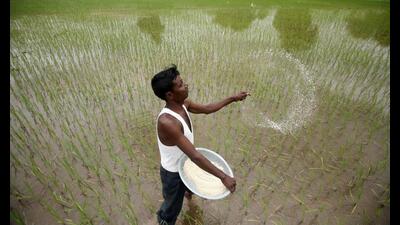 Bihar in the past few years has recorded high foodgrain production especially in rice; except in 2019, when the production of the conventional crop stood at 69 lakh metric tonnes. (REUTERS) Bihar in the past few years has recorded high foodgrain production especially in rice; except in 2019, when the production of the conventional crop stood at 69 lakh metric tonnes. (REUTERS)