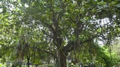 The West Bengal government is in the process of identifying century-old trees in the state. (Representative Image) The West Bengal government is in the process of identifying century-old trees in the state. (Representative Image)