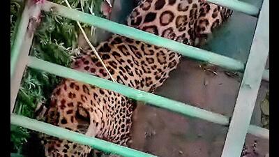 The leopard in captivity after the rescue operation. (HT Photo) The leopard in captivity after the rescue operation. (HT Photo)