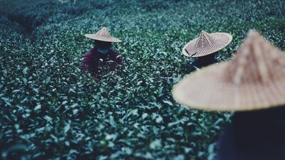 Longjing Village, China: With a long history stretching through multiple centuries and cultures, tea is one of China’s greatest treasures and an integral part of its culture. Longjing Village, dubbed ‘the holy land of green tea’ – and also known as Dragon Well – is situated in Hangzhou’s beautiful West Lake district. Rising to prominence during the Huang Dynasty, the tea has a vibrant emerald colour and aromatic sweet flavour. Discover the natural beauty of Longjing Village with its secluded hiking trails, hidden caves and family-run tea shops. (Unsplash) Longjing Village, China: With a long history stretching through multiple centuries and cultures, tea is one of China’s greatest treasures and an integral part of its culture. Longjing Village, dubbed ‘the holy land of green tea’ – and also known as Dragon Well – is situated in Hangzhou’s beautiful West Lake district. Rising to prominence during the Huang Dynasty, the tea has a vibrant emerald colour and aromatic sweet flavour. Discover the natural beauty of Longjing Village with its secluded hiking trails, hidden caves and family-run tea shops. (Unsplash)
