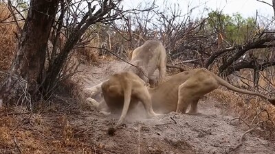 Lions pulling out a warthog from its burrow. (YouTube/@Latestsightings) Lions pulling out a warthog from its burrow. (YouTube/@Latestsightings)