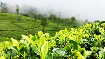 Kandy, Sri Lanka: This mountainous city with misty skies and a centrepiece lake is home to colourful rainforests and an array of tea estates. It’s where the first tea was planted in Sri Lanka and now has a flourishing economy with over 600 tea estates stretched across the region. Explore the area with a Tea Plantation Cycling Tour and discover the wonders of the city; starting at the Ceylon Tea Museum in Kandy, then cycling 55km through lush tea plantations where travellers can stop and speak to tea pickers and learn about local varieties. Try the refreshing Ceylon tea, each leaf carefully handpicked to ensure its quality – enjoyed warm or over ice. (Unsplash) Kandy, Sri Lanka: This mountainous city with misty skies and a centrepiece lake is home to colourful rainforests and an array of tea estates. It’s where the first tea was planted in Sri Lanka and now has a flourishing economy with over 600 tea estates stretched across the region. Explore the area with a Tea Plantation Cycling Tour and discover the wonders of the city; starting at the Ceylon Tea Museum in Kandy, then cycling 55km through lush tea plantations where travellers can stop and speak to tea pickers and learn about local varieties. Try the refreshing Ceylon tea, each leaf carefully handpicked to ensure its quality – enjoyed warm or over ice. (Unsplash)