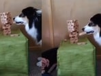 Dog removes a tile from the tower as he plays jenga with the pet parent. Dog removes a tile from the tower as he plays jenga with the pet parent.