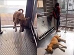 Dog boards Mumbai local train from Borivali station daily and gets down at Andheri station. 