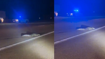 Alligator crossing the highway in USA. (Facebook/@Pearl Police Department ) Alligator crossing the highway in USA. (Facebook/@Pearl Police Department )