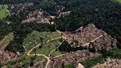 Land robbers drive traditional communities off the land and then clear it, hoping the government will recognize them as owners, which usually happens. (REUTERS)