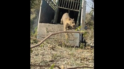 Leopard being released in Saharanpur forest ranges. (HT Photo) Leopard being released in Saharanpur forest ranges. (HT Photo)