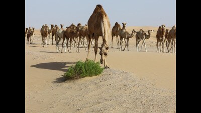 The village suffered a loss of 30 camels, with the carcasses of 25 having been recovered, according to a villager. (Representational photo) The village suffered a loss of 30 camels, with the carcasses of 25 having been recovered, according to a villager. (Representational photo)