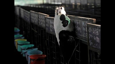 To be named Saamarthya, Shri Baba Gorakhnath Kripaa and Srijanee, these milk producer companies will be headquartered in Rae Bareli, Gorakhpur and Bareilly, respectively. (For representation) To be named Saamarthya, Shri Baba Gorakhnath Kripaa and Srijanee, these milk producer companies will be headquartered in Rae Bareli, Gorakhpur and Bareilly, respectively. (For representation)
