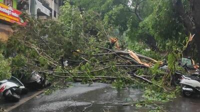 Uprooted trees in Bengaluru after heavy rain on Sunday. (ANI)