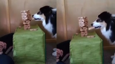 Dog removes a tile from the tower as he plays jenga with the pet parent. (Instagram/@feedium) Dog removes a tile from the tower as he plays jenga with the pet parent. (Instagram/@feedium)