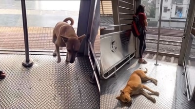 Dog boards Mumbai local train from Borivali station daily and gets down at Andheri station. (Instagram/@indiaculturalhub) Dog boards Mumbai local train from Borivali station daily and gets down at Andheri station. (Instagram/@indiaculturalhub)