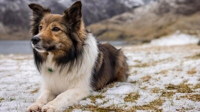 What if your dog suddenly doesn't care about you anymore? (James Speakman/empics/picture alliance) What if your dog suddenly doesn't care about you anymore? (James Speakman/empics/picture alliance)
