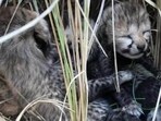 Namibian cheetah Jwala, earlier known as Siyaya, gave birth to four cubs on March 27. (File)