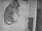 Rare Sumatran tigers at the Memphis zoo.