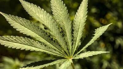 Cannabis is illegal as per the Narcotic Drugs and Psychotropic Substances Act, 1985. (File)