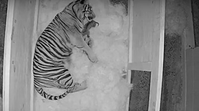 Rare Sumatran tigers at the Memphis zoo. (YouTube/@Memphis Zoo)