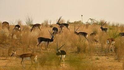 Spanning 7.1977 square kilometers, Tal Chhapar Wildlife Santuary is located in Sujangarh tehsil of Rajasthan’s Churu district. (File) Spanning 7.1977 square kilometers, Tal Chhapar Wildlife Santuary is located in Sujangarh tehsil of Rajasthan’s Churu district. (File)