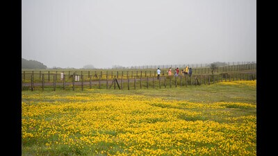 Spread over 1,792 hectares, Kaas Plateau in Western Ghats, declared a natural world heritage site by the UNESCO in June 2012, is home to 405 flowering plant species. (HT PHOTO) Spread over 1,792 hectares, Kaas Plateau in Western Ghats, declared a natural world heritage site by the UNESCO in June 2012, is home to 405 flowering plant species. (HT PHOTO)