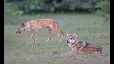 The Grassland Trust and NCBS found the existence of hybrid wolf-dog specie in Pune. (Siddhesh Bramhankar/sourced)