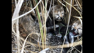 The cheetah was born to Namibian cheetah Jwala, who was earlier named Siyaya, in the last week of March. (File Photo /ANI) The cheetah was born to Namibian cheetah Jwala, who was earlier named Siyaya, in the last week of March. (File Photo /ANI)