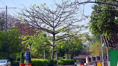 The court stayed clause 5 of the pruning guidelines, which says that no permission from the tree office was required for regular pruning/general tending of branches up to girth size of 15.7cm, and that the work could be done by civic agencies at regular intervals. (HT Photo) The court stayed clause 5 of the pruning guidelines, which says that no permission from the tree office was required for regular pruning/general tending of branches up to girth size of 15.7cm, and that the work could be done by civic agencies at regular intervals. (HT Photo)