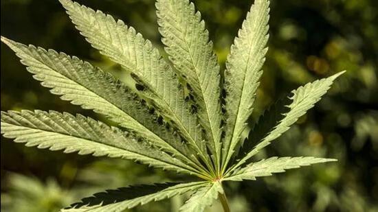 Cannabis is illegal as per the Narcotic Drugs and Psychotropic Substances Act, 1985. (File)