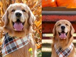 Influencer Golden Retriever Golden Retriever. Influencer Golden Retriever Golden Retriever.