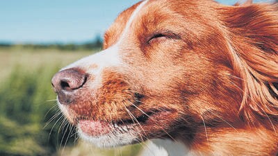 A pawsome guide for jet-setting with your furry sidekicks A pawsome guide for jet-setting with your furry sidekicks