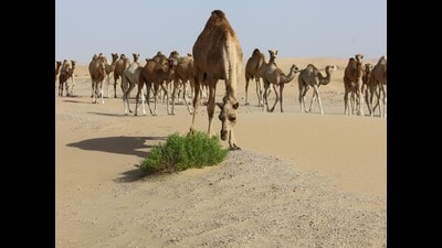 25 camels were found dead at Kacchipura village in Vagara taluka (Representational image) 25 camels were found dead at Kacchipura village in Vagara taluka (Representational image)