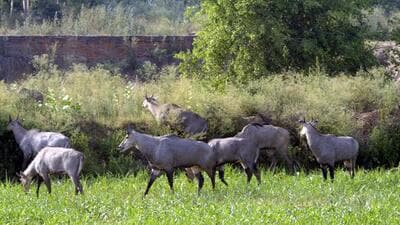 A nilgai herd in Duhai graz on forest land in Ghaziabad on May 19. The officials said a majority of land under Ghaziabad’s reserved forest have prosopis juliflora (vilayti kikar) which is primarily planted for improving the quality of barren lands. (Sakib Ali/HT Photo) A nilgai herd in Duhai graz on forest land in Ghaziabad on May 19. The officials said a majority of land under Ghaziabad’s reserved forest have prosopis juliflora (vilayti kikar) which is primarily planted for improving the quality of barren lands. (Sakib Ali/HT Photo)