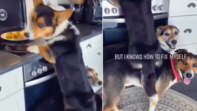 The image shows two dogs helping a pooch stealing food. (Instagram/@bestfriendsaredogs) The image shows two dogs helping a pooch stealing food. (Instagram/@bestfriendsaredogs)