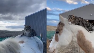 Horse patiently waits for cat to jump on its back. (Reddit/@PewPewAnimeGirl)