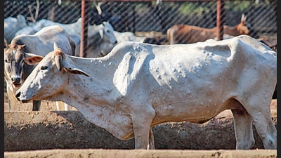 Lumpy skin disease is an infectious disease caused among cattle by lumpy virus. (PTI File Photo) Lumpy skin disease is an infectious disease caused among cattle by lumpy virus. (PTI File Photo)
