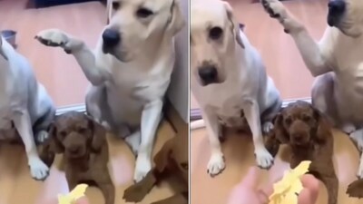 The video shows a dog blaming another pooch for the mess it created. (Screengrab) The video shows a dog blaming another pooch for the mess it created. (Screengrab)