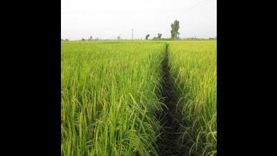 The move will help stablilise the aromatic paddy prices, especially in the wake of absence of minimum support price (MSP) (HT FIle) The move will help stablilise the aromatic paddy prices, especially in the wake of absence of minimum support price (MSP) (HT FIle)