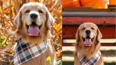 Influencer Golden Retriever Golden Retriever. ( Instagram/@tuckerbudzyn) Influencer Golden Retriever Golden Retriever. ( Instagram/@tuckerbudzyn)