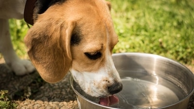 Humidity plays a significant role in our pets' overall health and well-being (Pixabay) Humidity plays a significant role in our pets' overall health and well-being (Pixabay)